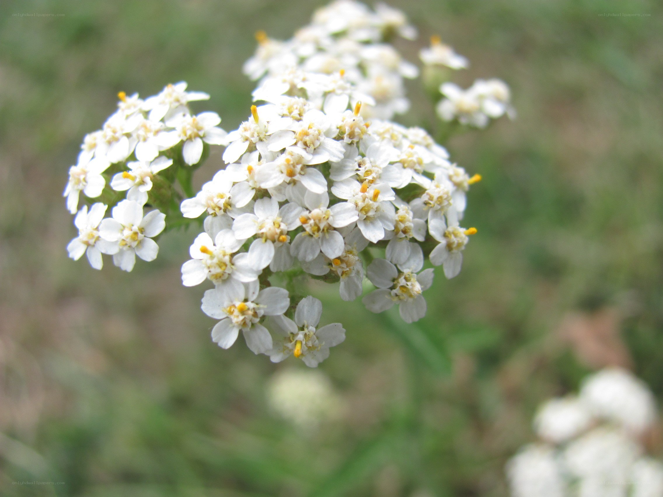 white yarrow flower cluster
