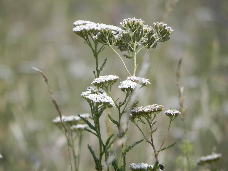 white yarrow flowers in a field