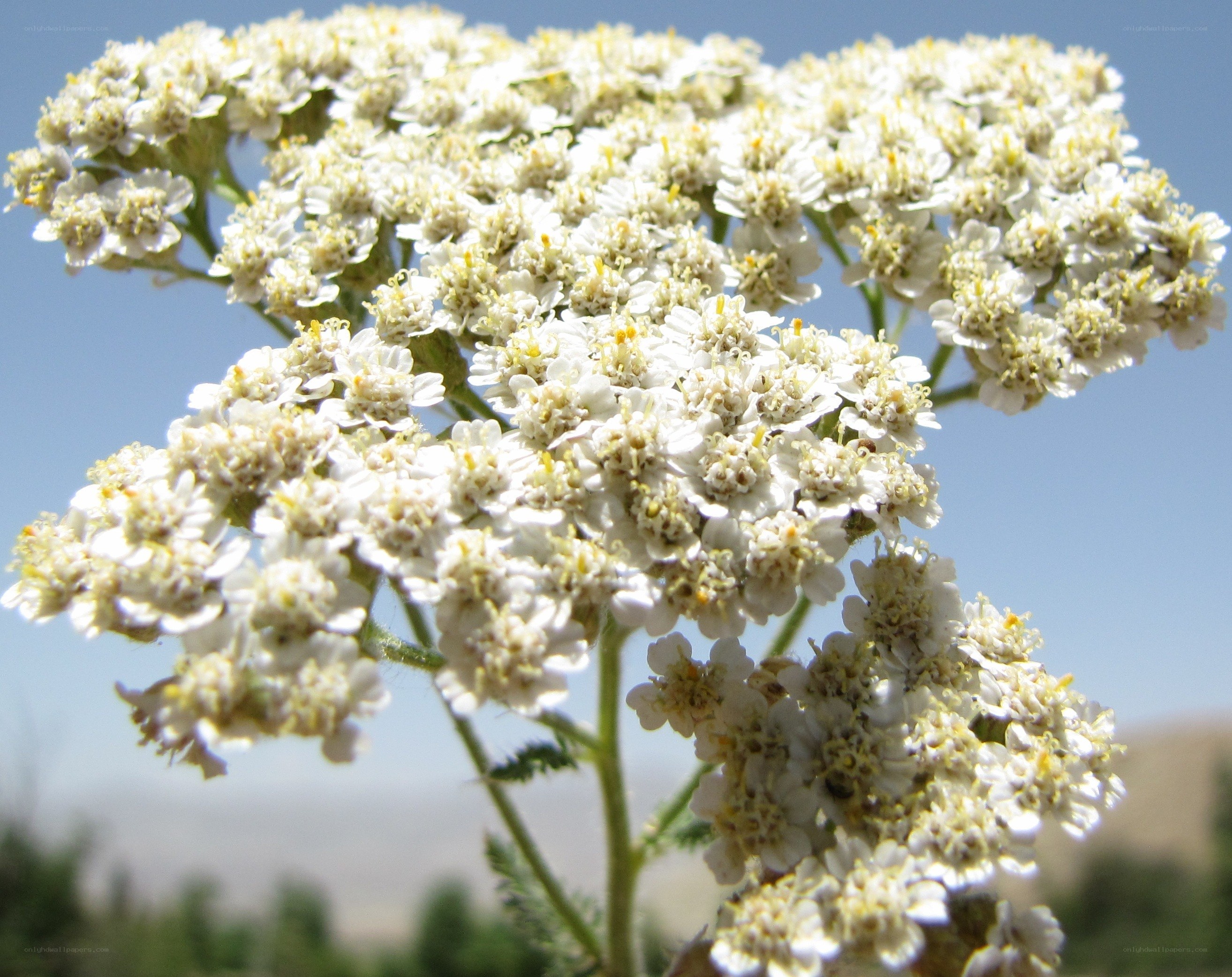 white yarrow flowers in bloom