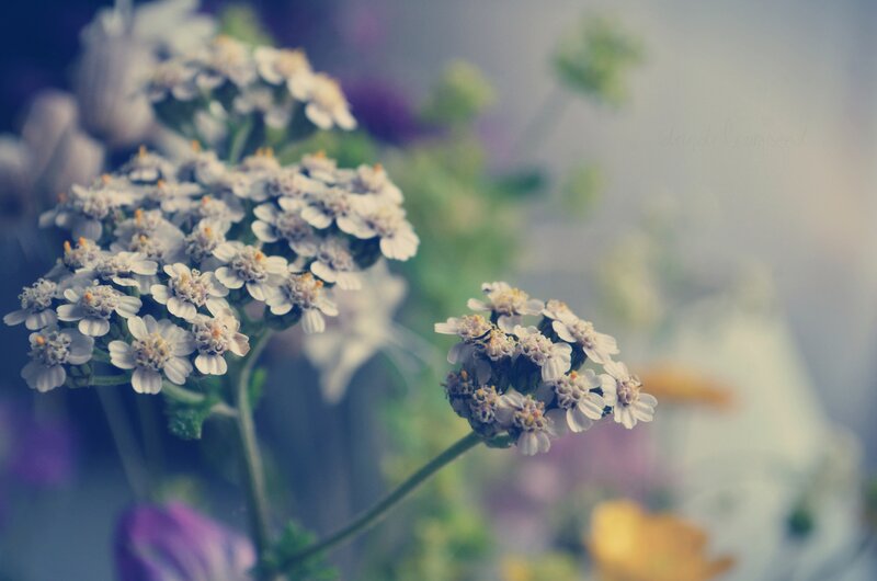 White Yarrow Flowers — Serene