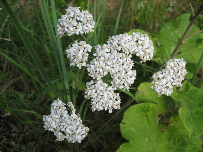 White Yarrow Flowers