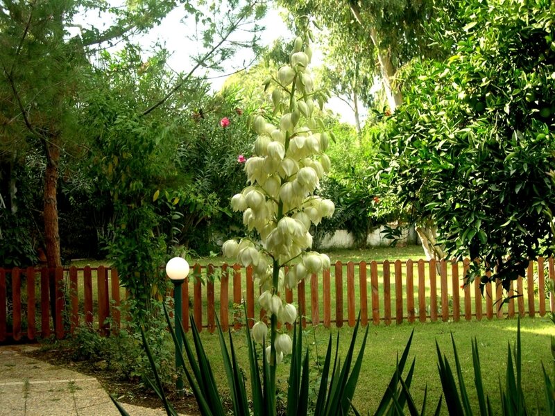 White Yucca Flower — Green