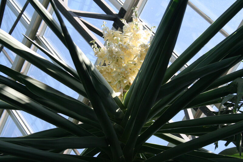 White Yucca Flower