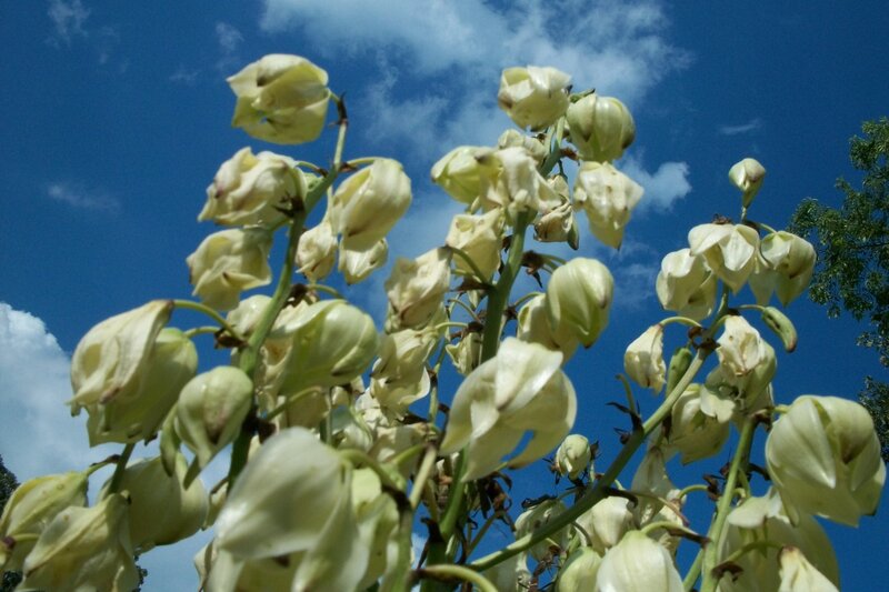 White Yucca Flowers — Blue