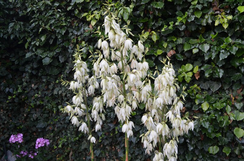 White Yucca Flowers — Calm, Spring