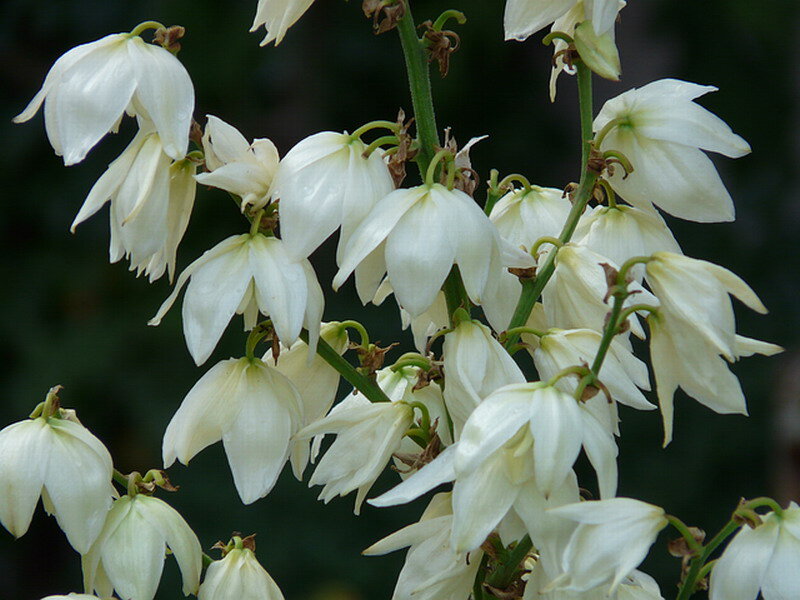 White Yucca Flowers — Calm