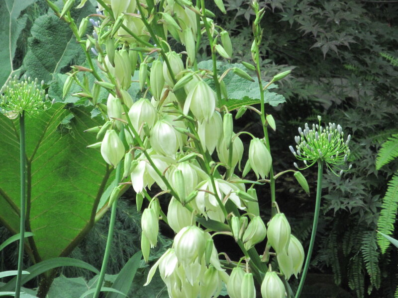White Yucca Flowers — Green, Natural