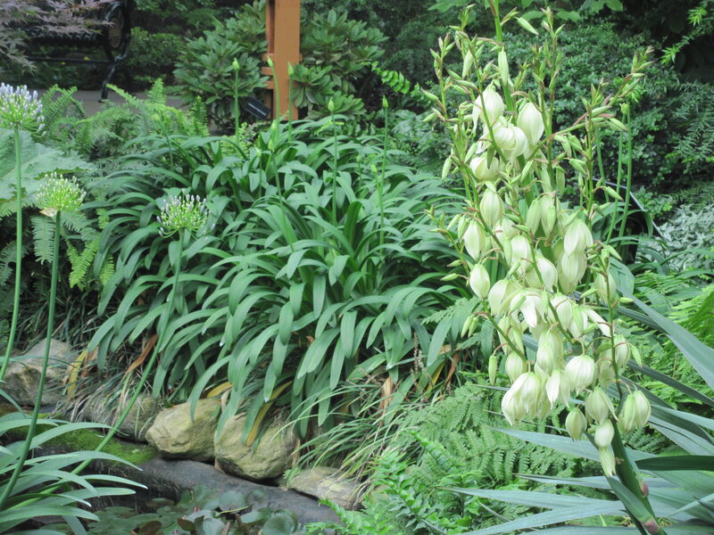 White Yucca Flowers — Green