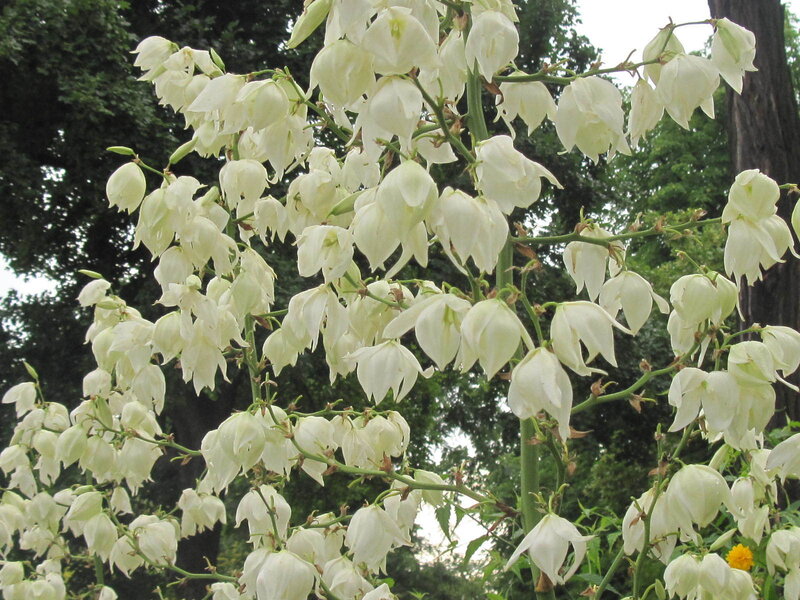 White Yucca Flowers