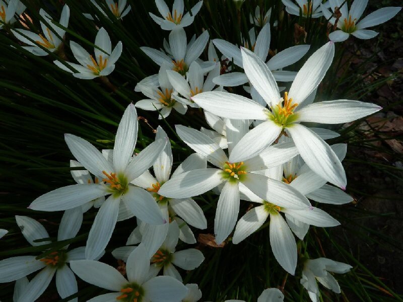 White Zephyranthes Flowers