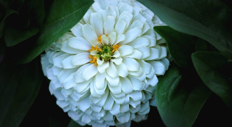 White Zinnia Flower — Serene