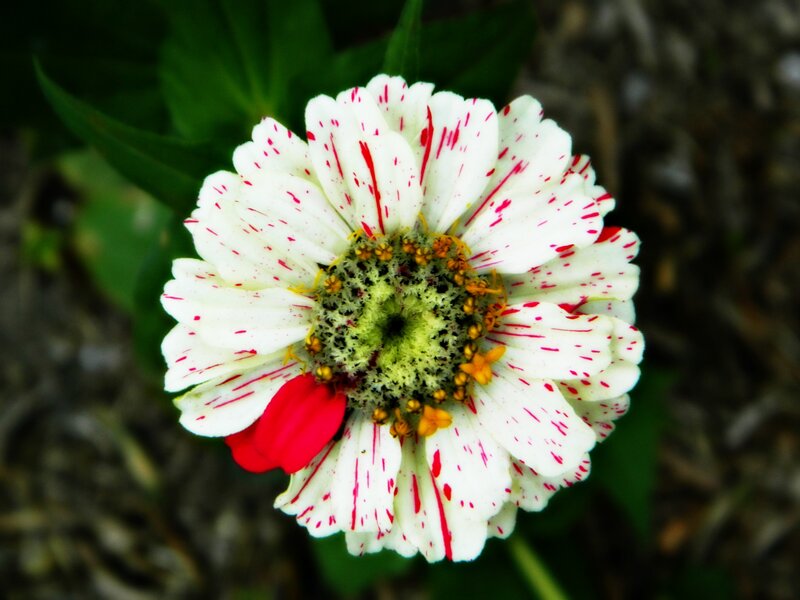 White Zinnia Flower
