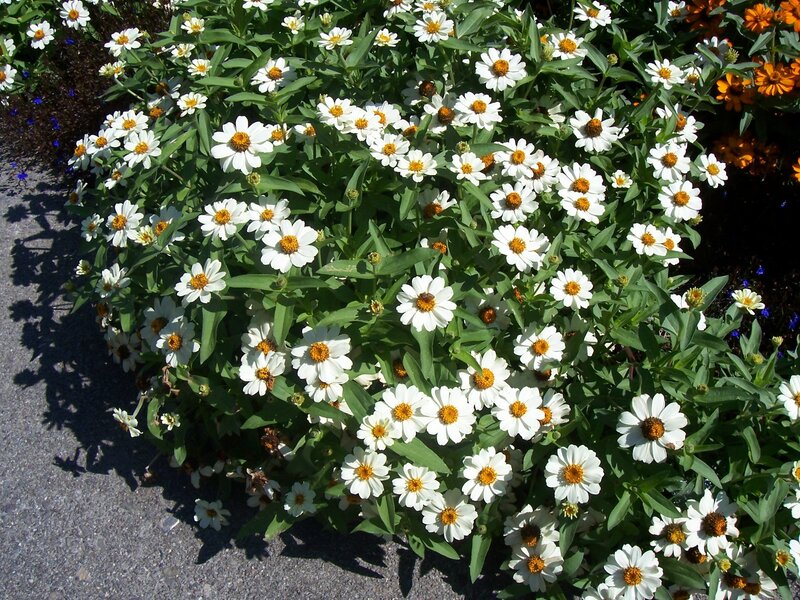 white zinnia flowers in garden