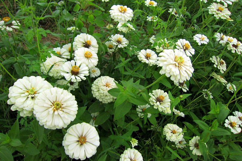 White Zinnia Flowers