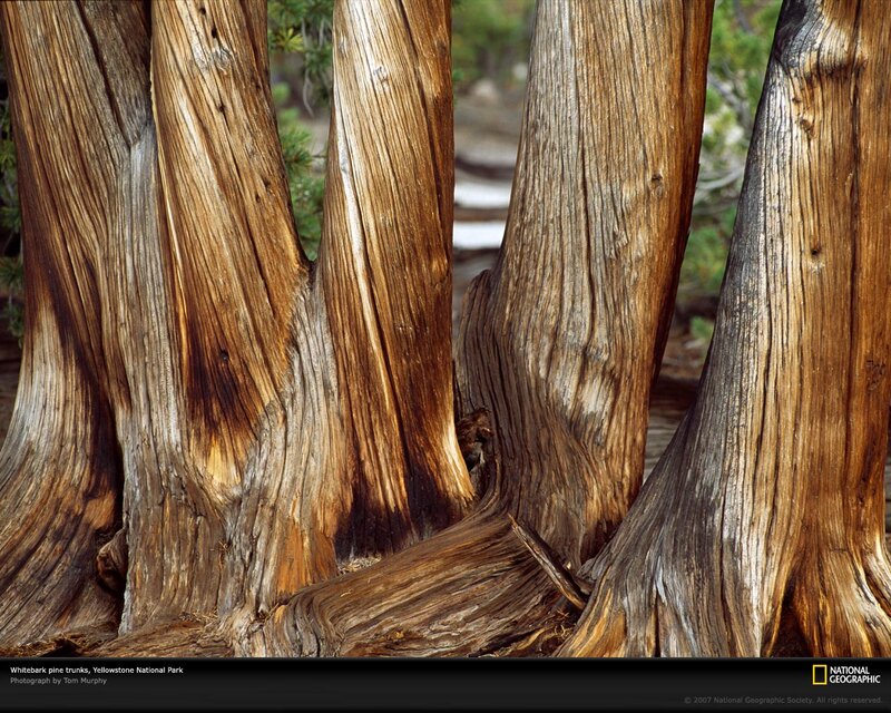 Whitebark Pine Trunks