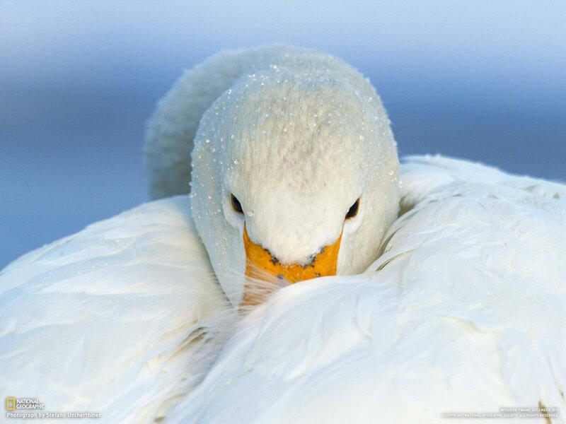 Whooper Swan in Snow