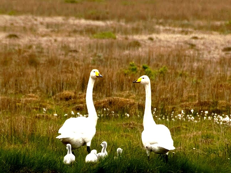 Whooper Swans with Cygnets