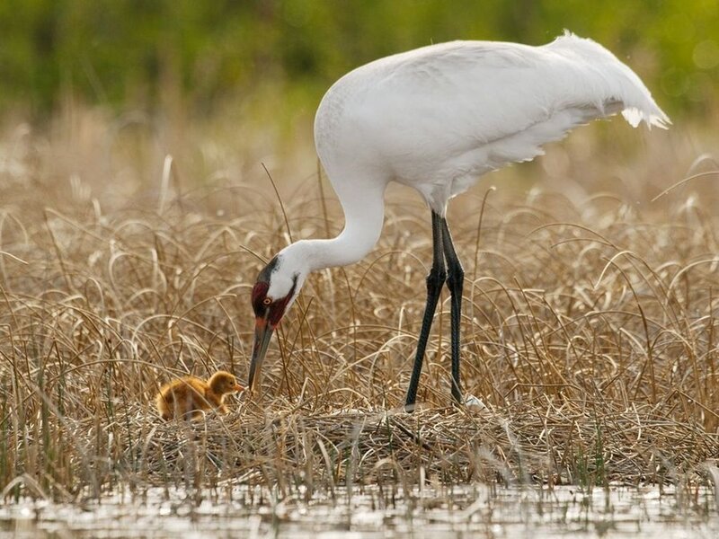 Whooping Crane and Chick