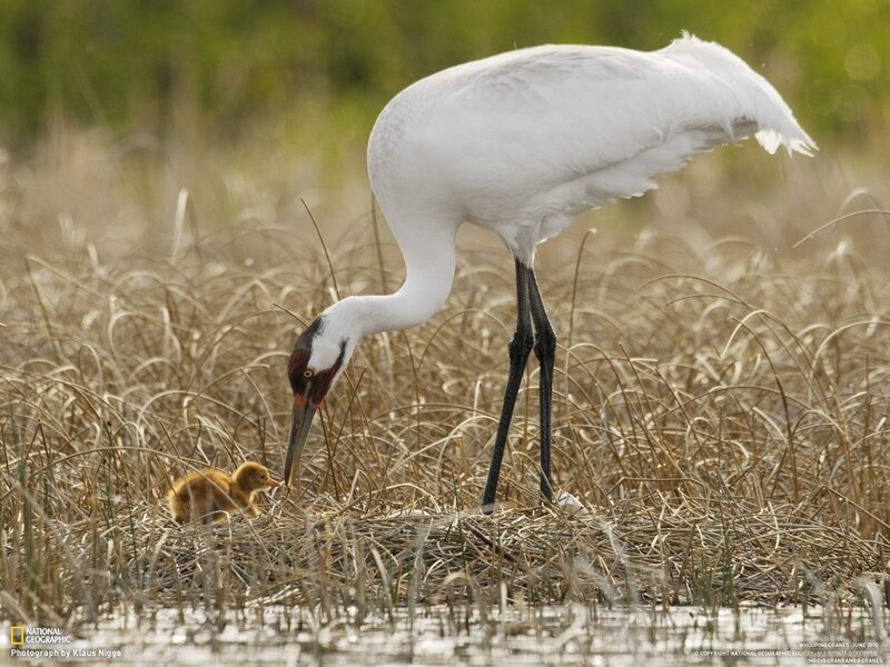 Whooping Crane and Chick — White, Serene, Morning
