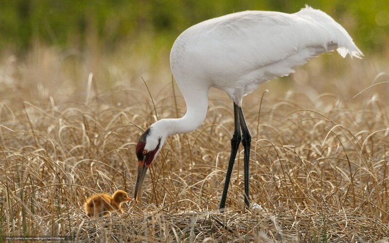 Whooping Crane and Chick — White, Serene