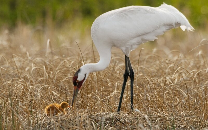 Whooping Crane and Chick — White