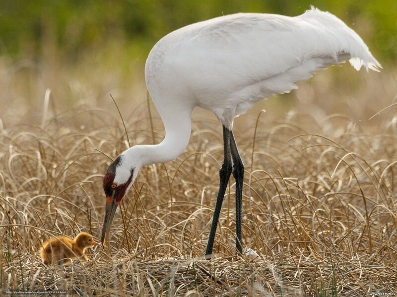 Whooping crane with chick