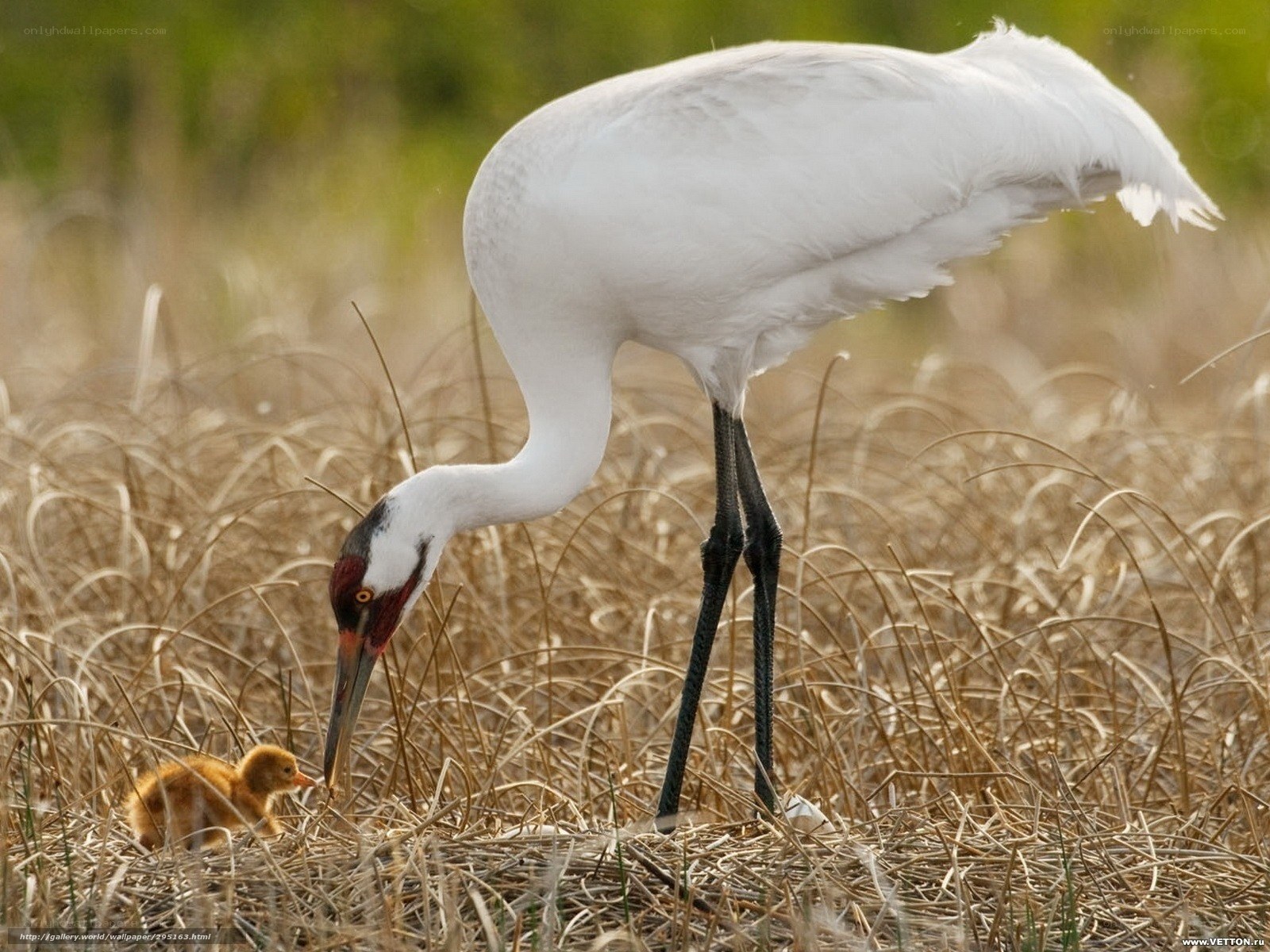 Whooping crane with chick
