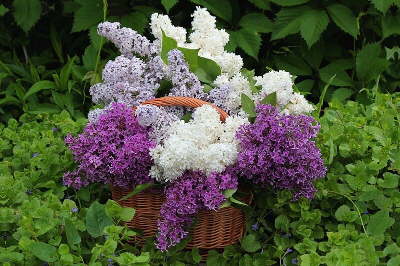 Wicker Basket of Lilacs