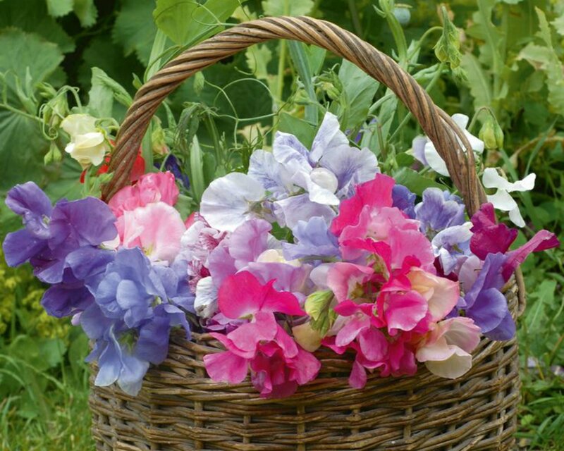 Wicker Basket of Sweet Peas