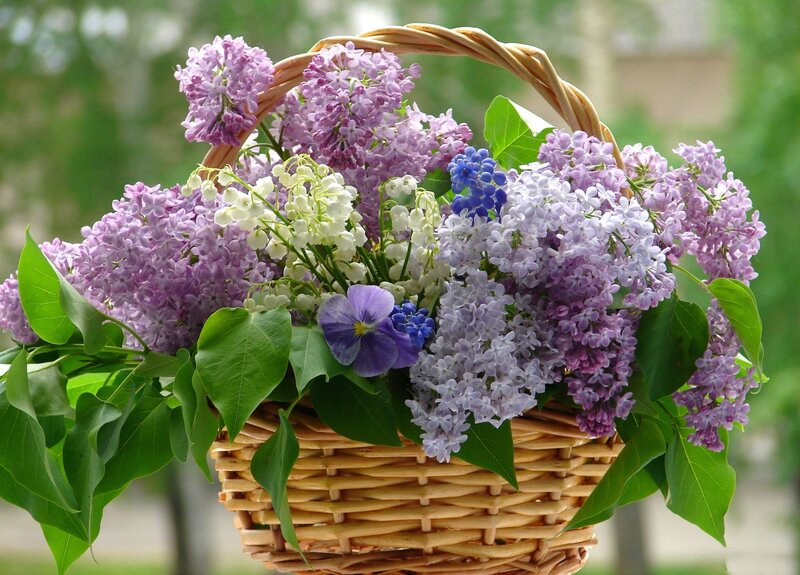 Wicker Basket with Flowers — Purple, Serene, Spring, Photograph, Lilacs