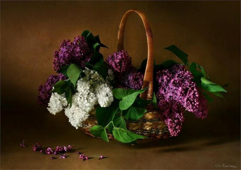 Wicker Basket with Lilacs — Purple, Serene, Photograph, Flowers
