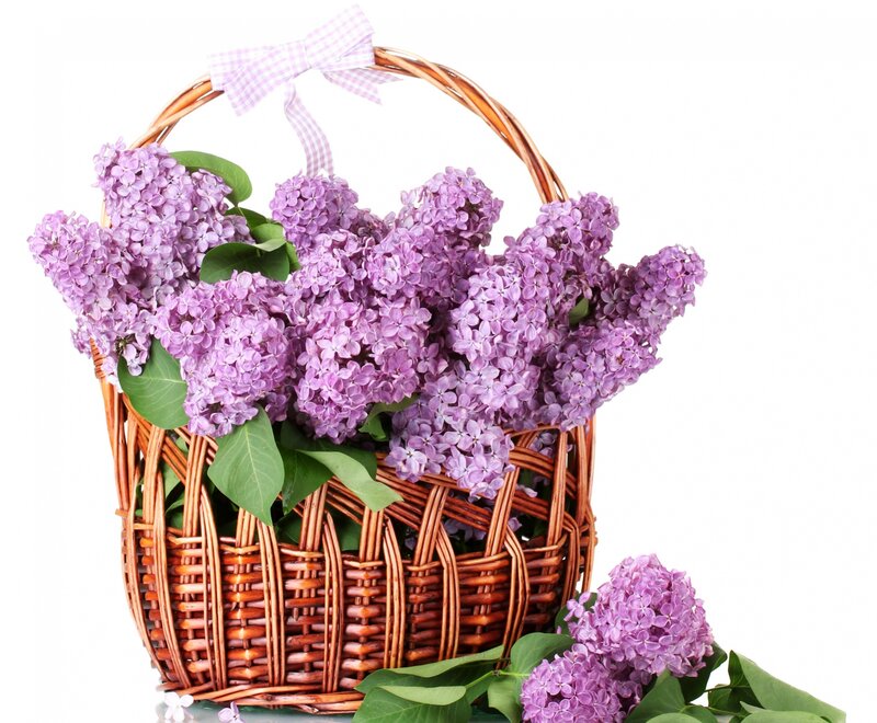 Wicker Basket with Lilacs — Purple, Serene, Spring, Photograph, Flowers