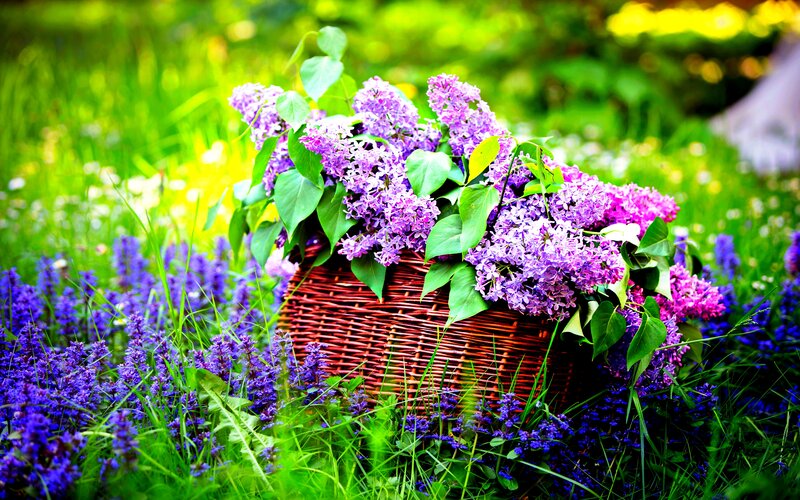 Wicker Basket with Lilacs — Purple, Serene, Spring, Photograph
