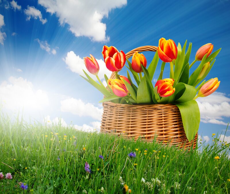 Wicker Basket with Tulips — Green