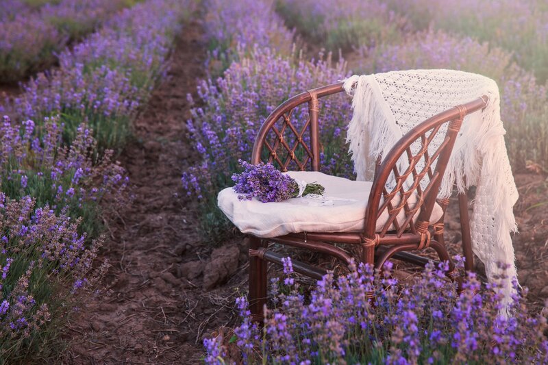 Wicker Chair in Lavender Field