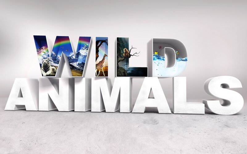 Wild Animals 3D Text