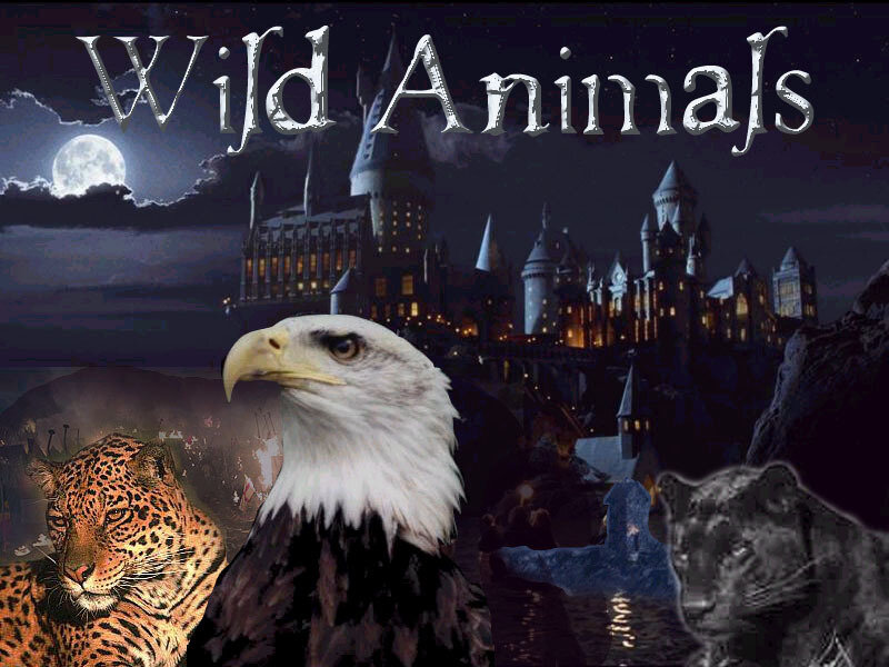 Wild Animals at Hogwarts
