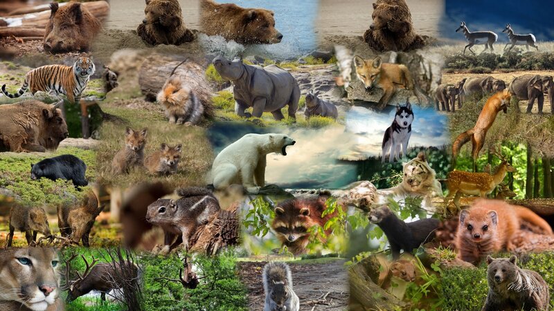Wild Animals Collage — Green