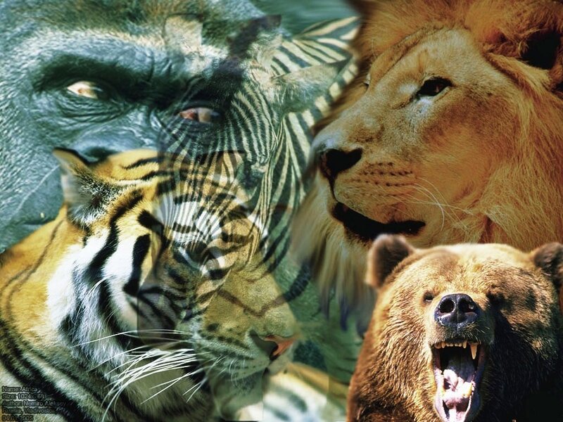 wild animals collage