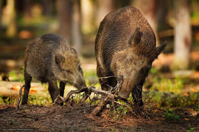 Wild Boar and Piglet