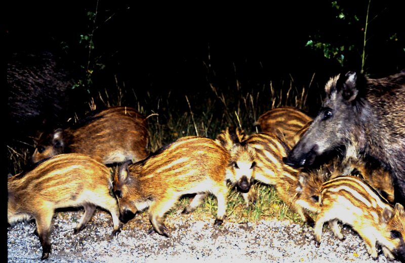 Wild Boar Family