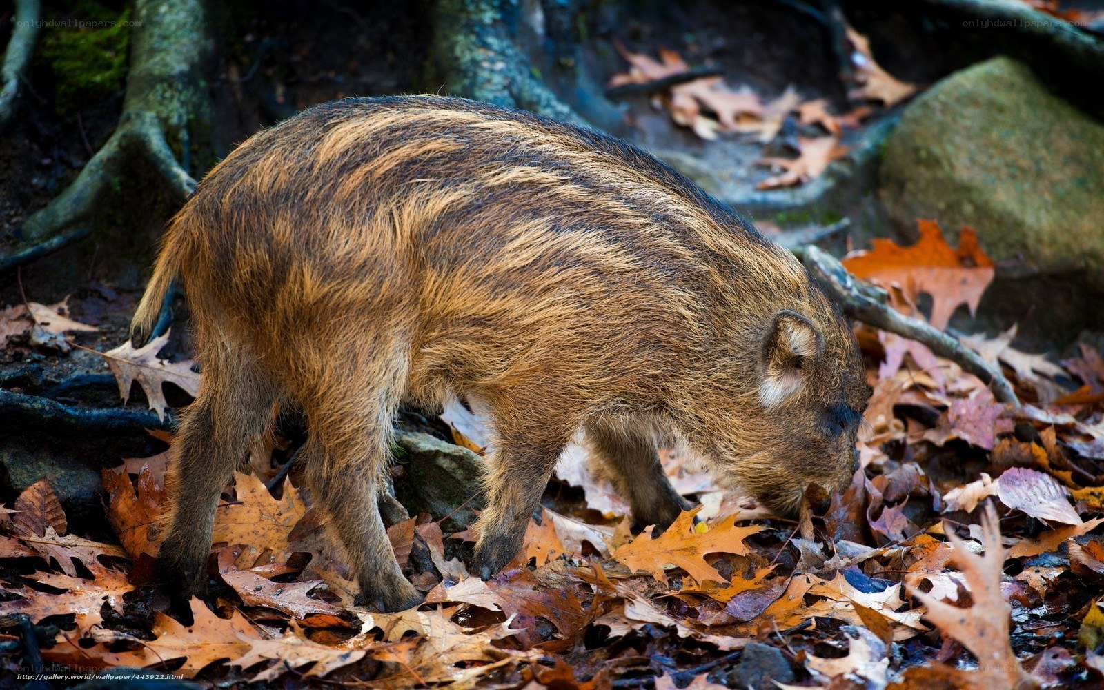Wild boar foraging in autumn