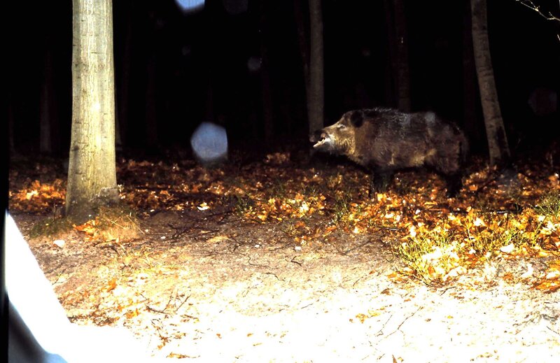Wild Boar in Forest — Brown, Dark