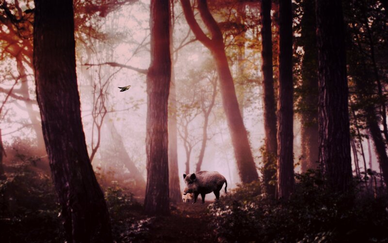 Wild Boar in Forest — Brown, Mysterious
