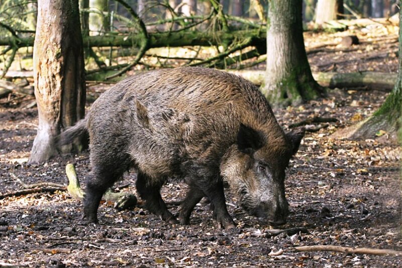 Wild Boar in Forest — Brown, Natural, Afternoon