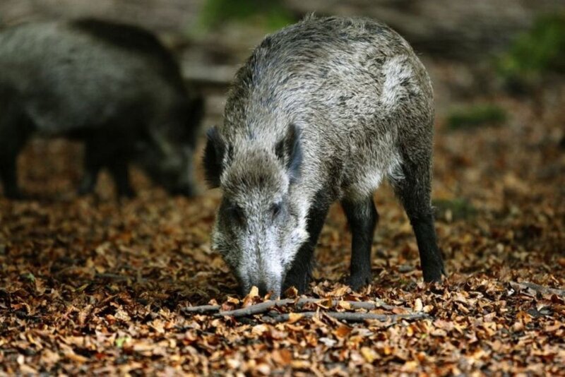 Wild Boar in Forest — Brown, Natural, Autumn