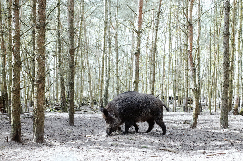 Wild Boar in Forest — Brown, Natural, Morning