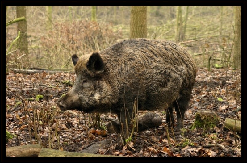 Wild Boar in Forest — Brown, Natural