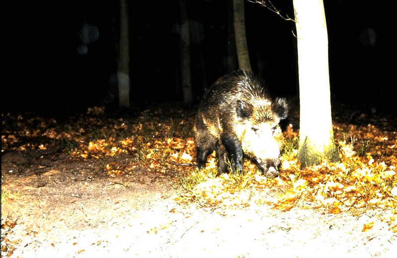 Wild Boar in Forest — Brown