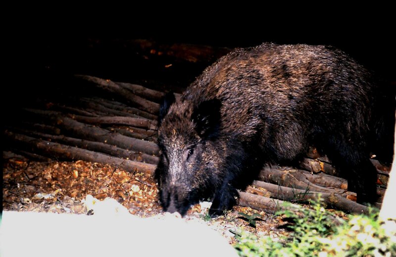 Wild Boar in Forest